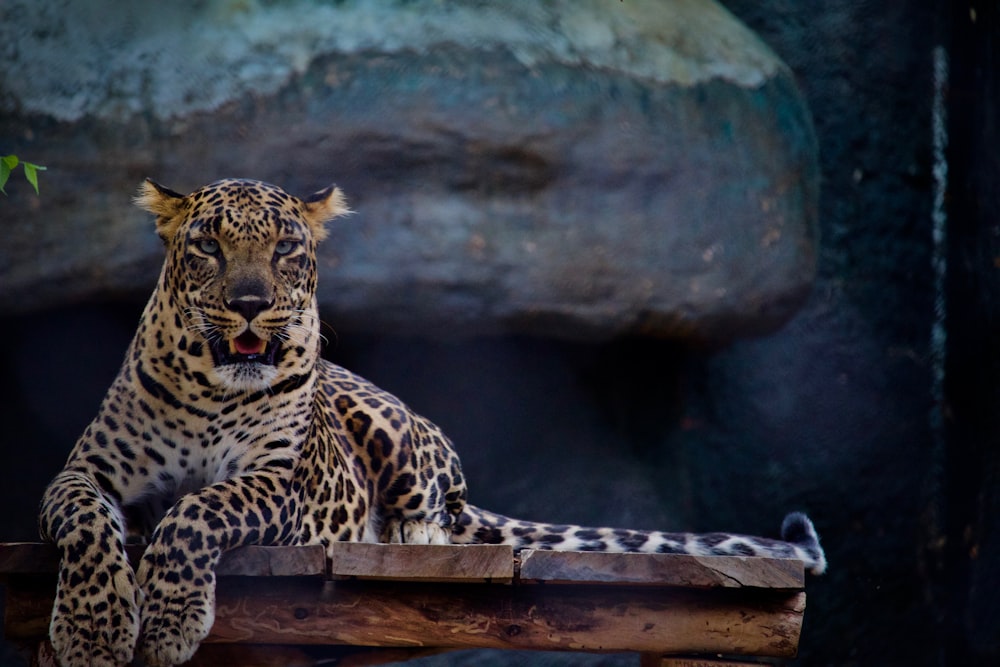 brown and black cheetah sitting on brown wooden surface