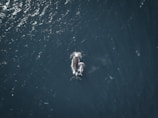 Aerial view of two whales swimming close together in the ocean. The dark blue water surrounds the whales, creating a contrasting background. Light reflects off the water surface, highlighting the texture of the waves.