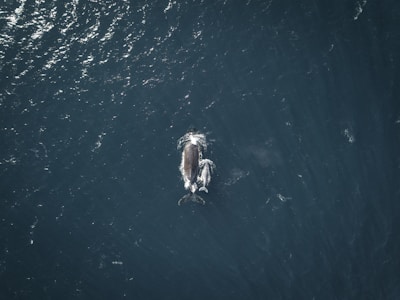 Aerial view of two whales swimming close together in the ocean. The dark blue water surrounds the whales, creating a contrasting background. Light reflects off the water surface, highlighting the texture of the waves.