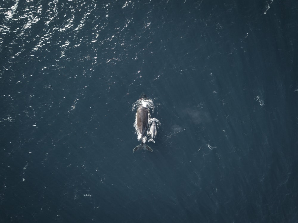 水上のコククジラ