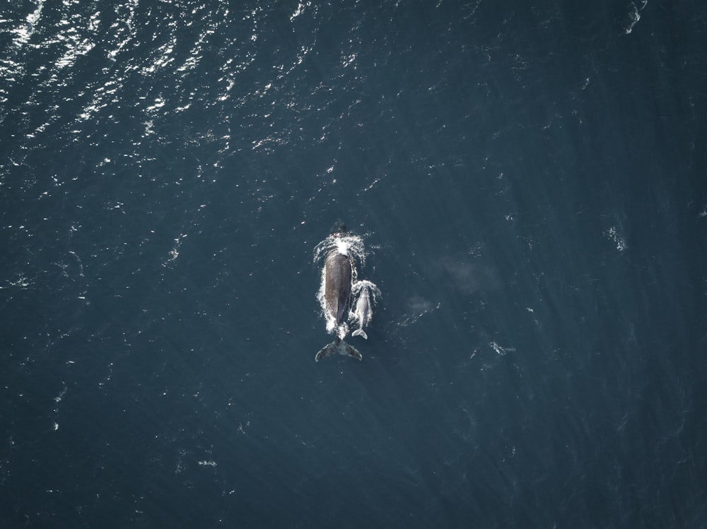 gray whale on water