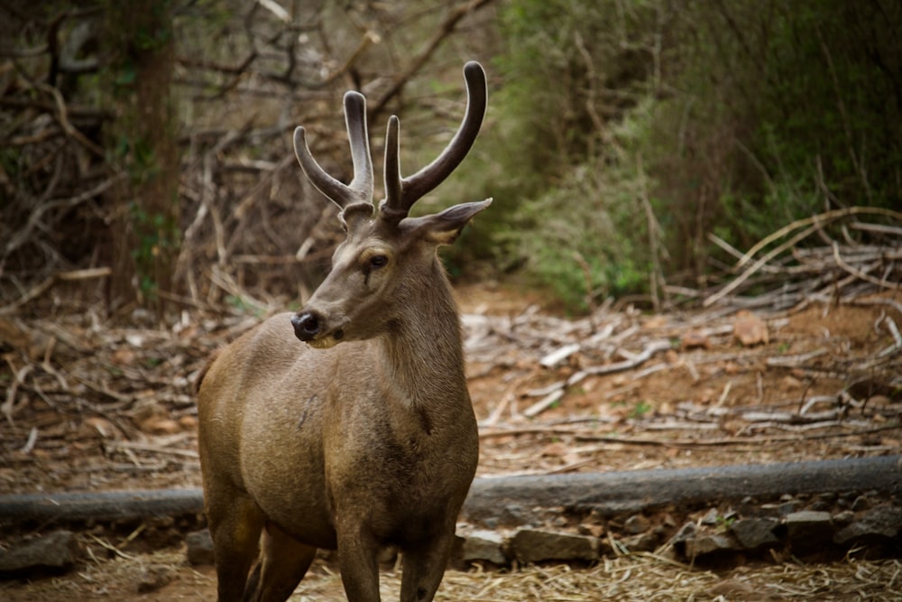 brown deer roaming near green grasses