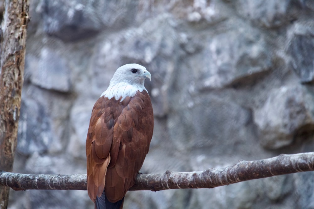 close-up photo of perched bald eagle