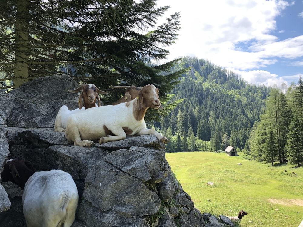 goats lying on rocks