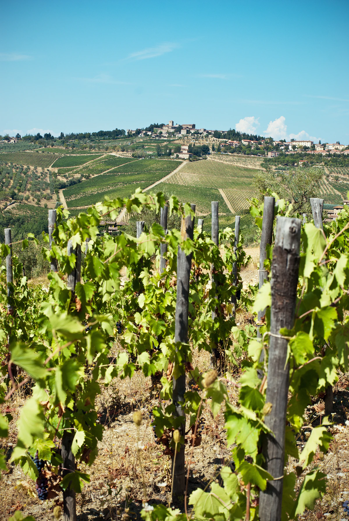 Grapevines in front of vineyard slopes and a hilltop village near Castellina in Chianti