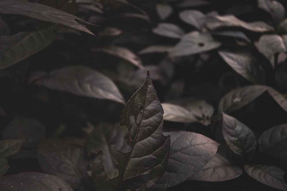 shallow focus photo of black plants