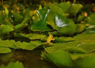 green frog on green leaf plant