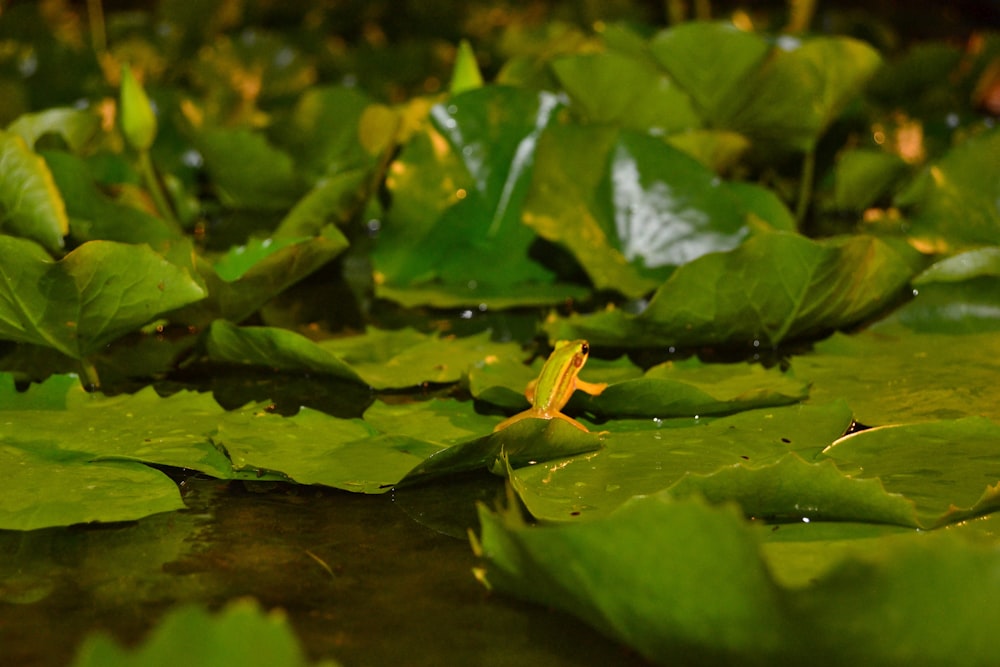green frog on green leaf plant