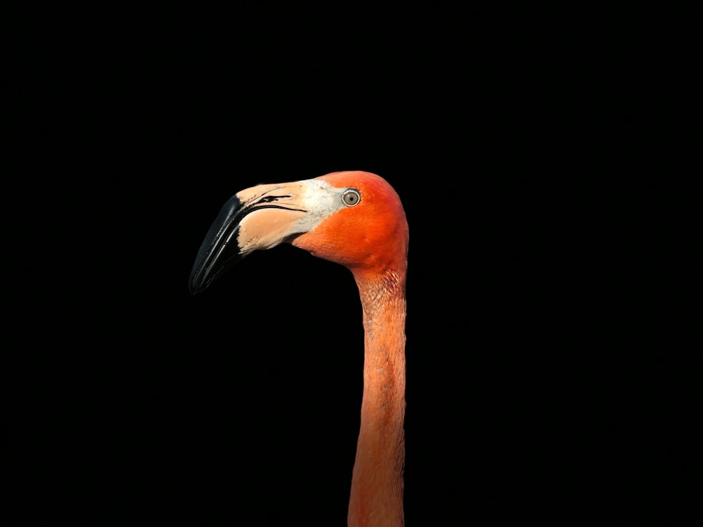 flamant rose sur surface noire