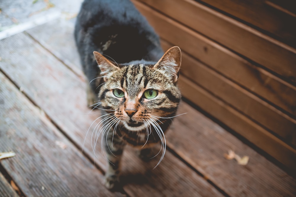 brown cat on brown wooden surface