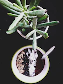 A green leafy succulent plant is placed in a small pot against a dark background, next to a bowl filled with a smoothie topped with oats, blueberries, and coconut flakes. A spoon rests inside the bowl.
