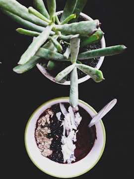 A green leafy succulent plant is placed in a small pot against a dark background, next to a bowl filled with a smoothie topped with oats, blueberries, and coconut flakes. A spoon rests inside the bowl.