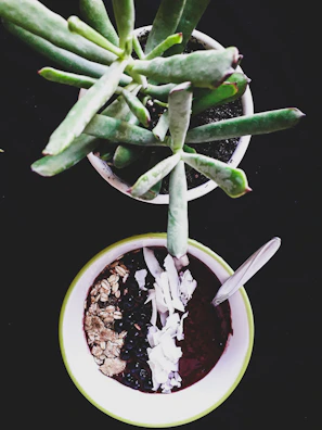A green leafy succulent plant is placed in a small pot against a dark background, next to a bowl filled with a smoothie topped with oats, blueberries, and coconut flakes. A spoon rests inside the bowl.