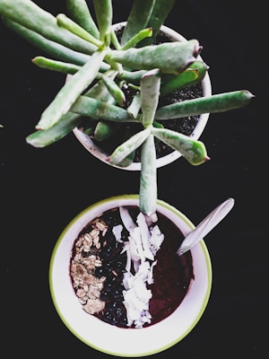 A green leafy succulent plant is placed in a small pot against a dark background, next to a bowl filled with a smoothie topped with oats, blueberries, and coconut flakes. A spoon rests inside the bowl.