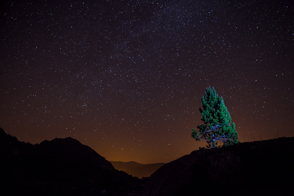 tree on top of hill under starry sky