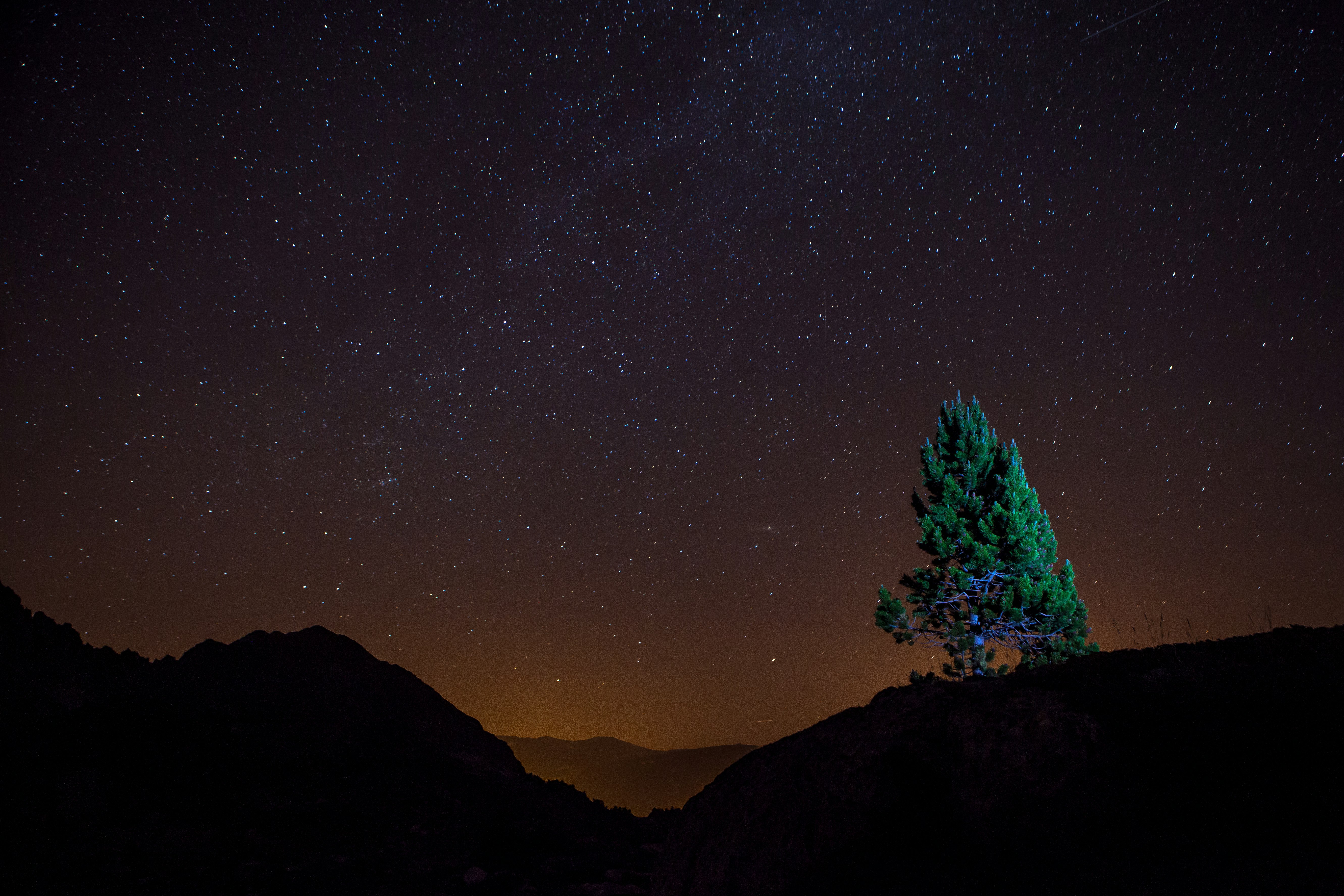 tree on top of hill under starry sky