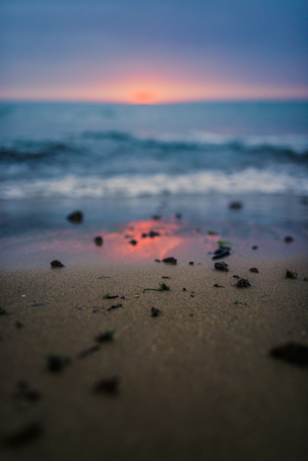 seaweed on beach sand during sunset