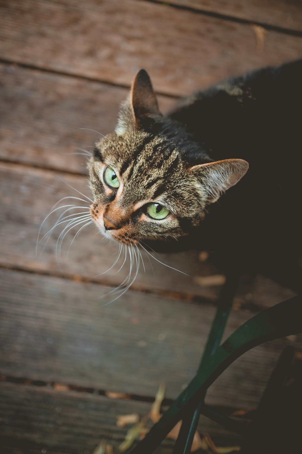 Fotografía de enfoque selectivo de gato atigrado marrón mirando hacia arriba