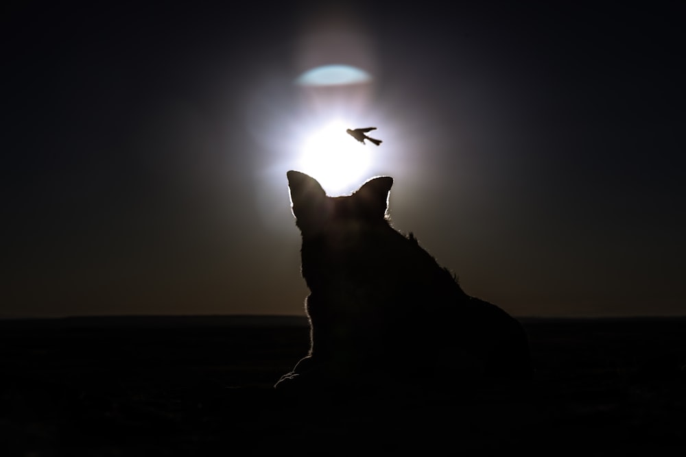 silhouette of bird flying over the ocean