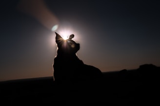 A silhouette logo of a dachshund, inspired by Dante’s sleek shape, against a soft pastel background.