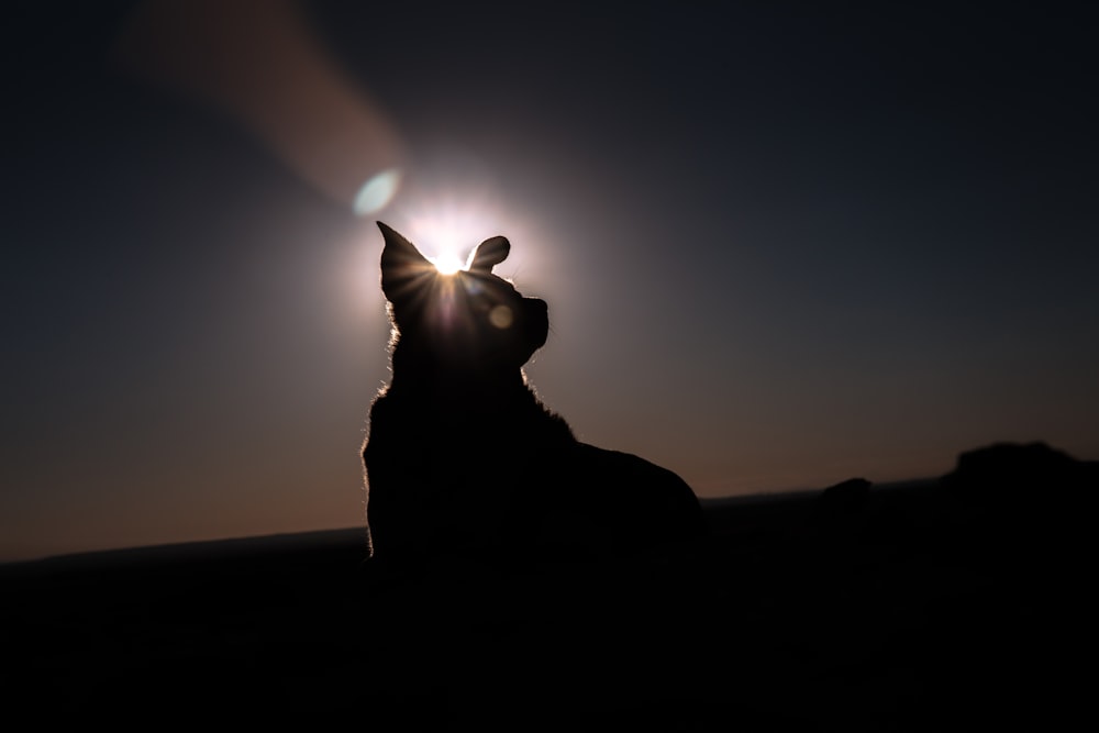 silhouette of man sitting on rock during sunset