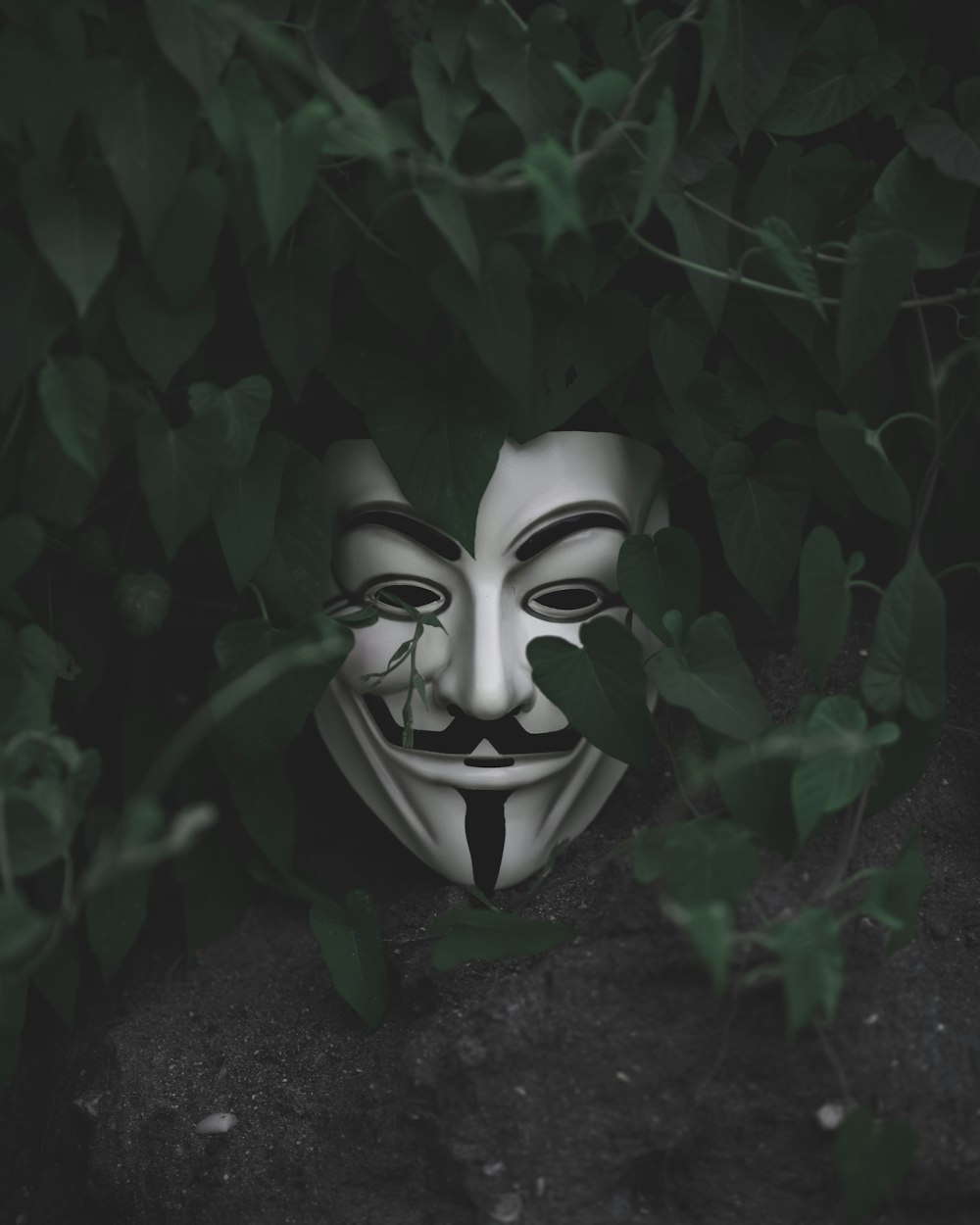 Máscara de Guy Fawkes en planta de hojas verdes