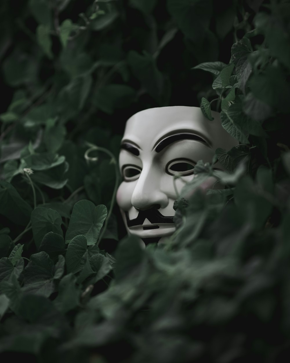 selective focus short of Guy Fawkes mask hiding behind plants