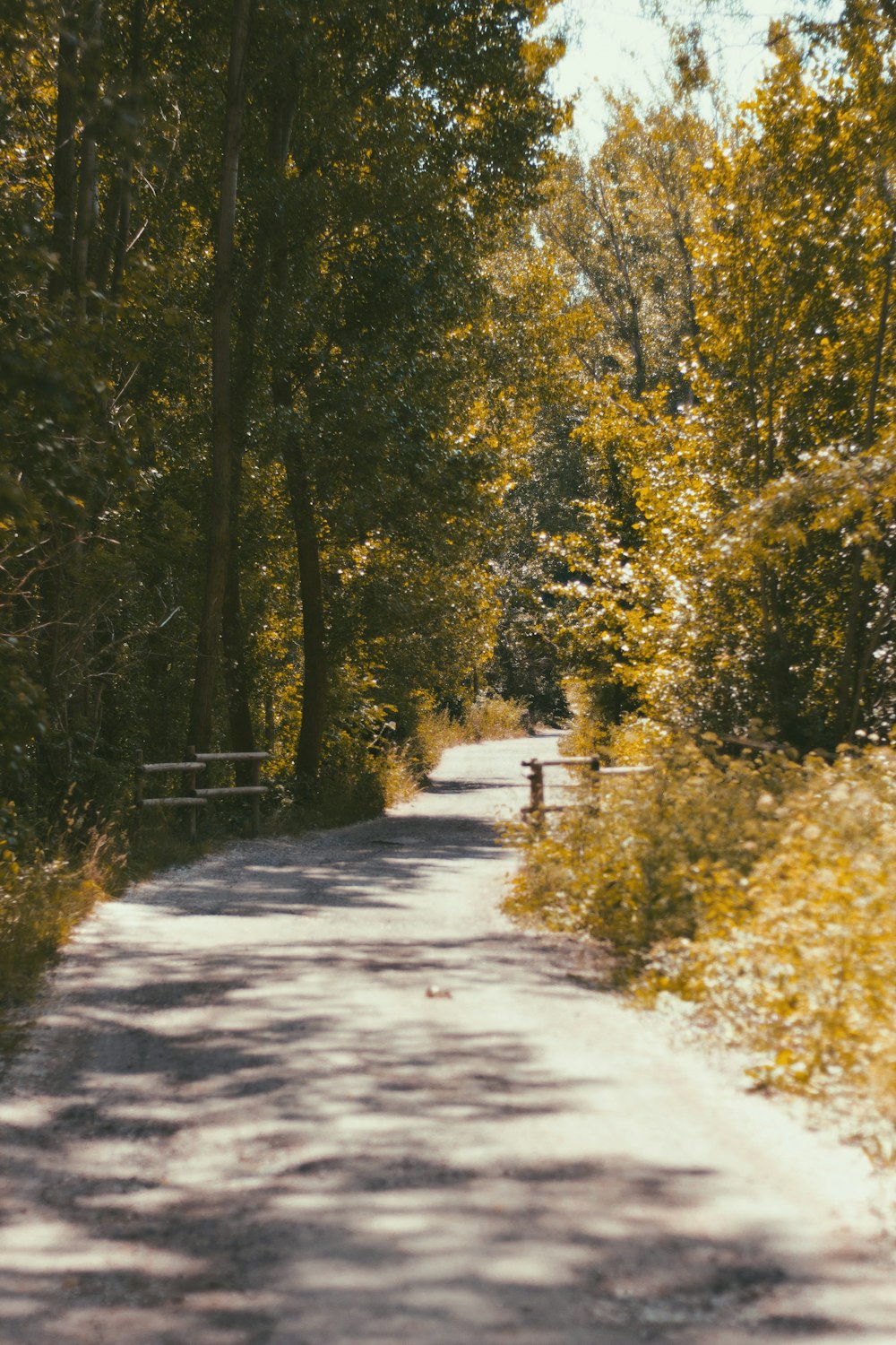 a road in the middle of a wooded area