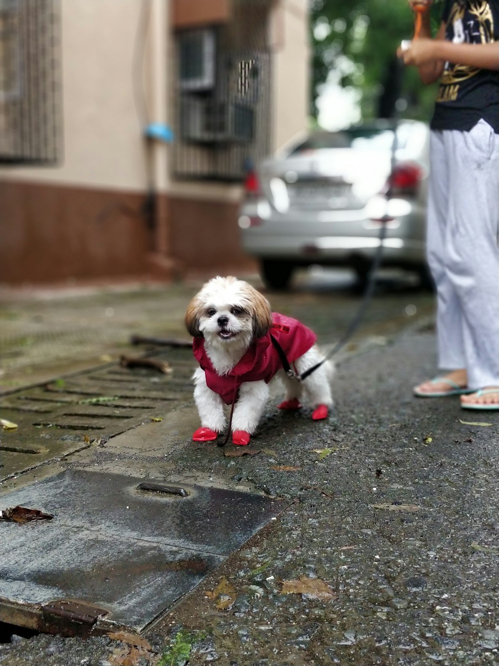 Hund mit roter Kleidung