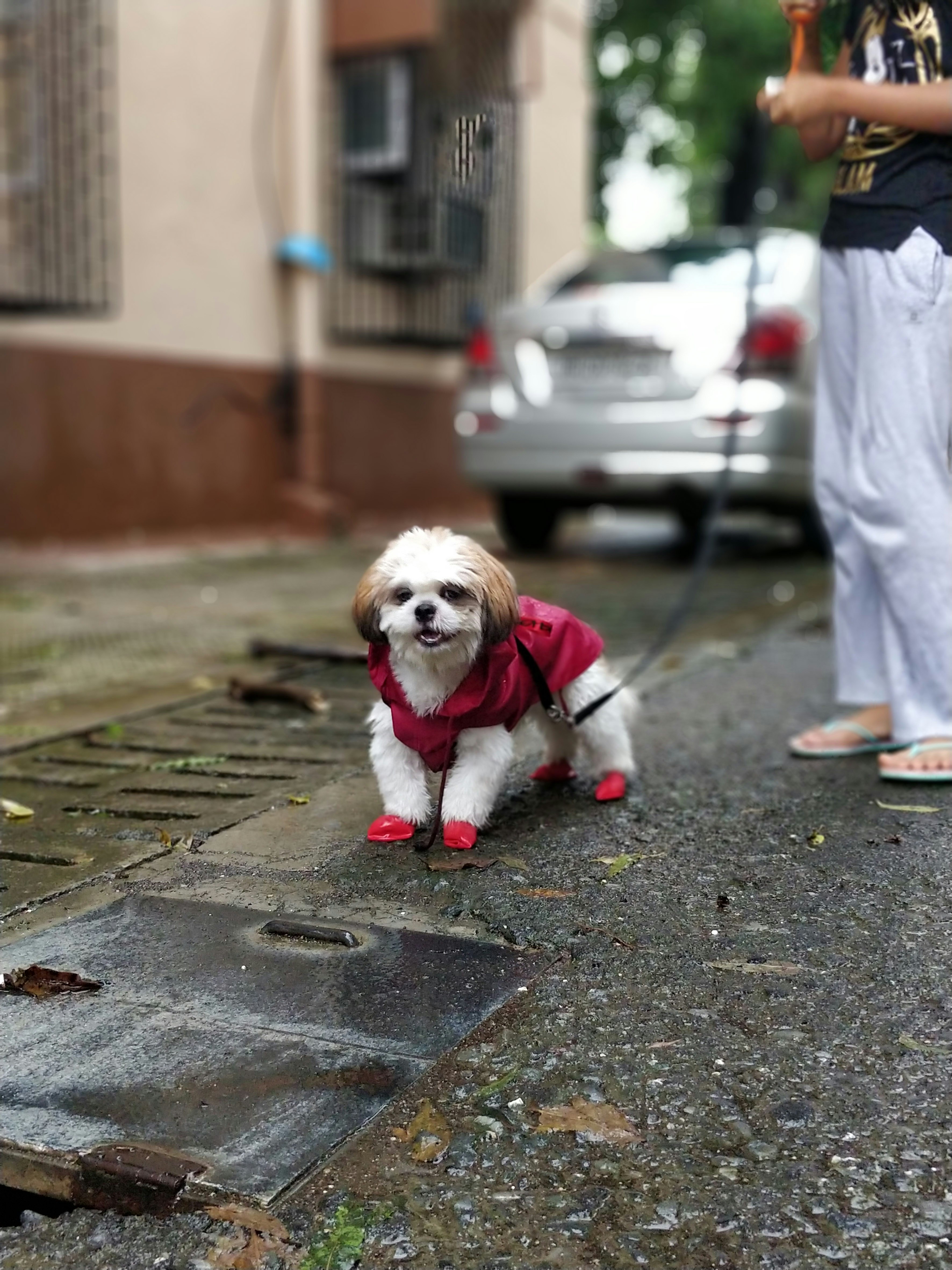 dog with red clothes