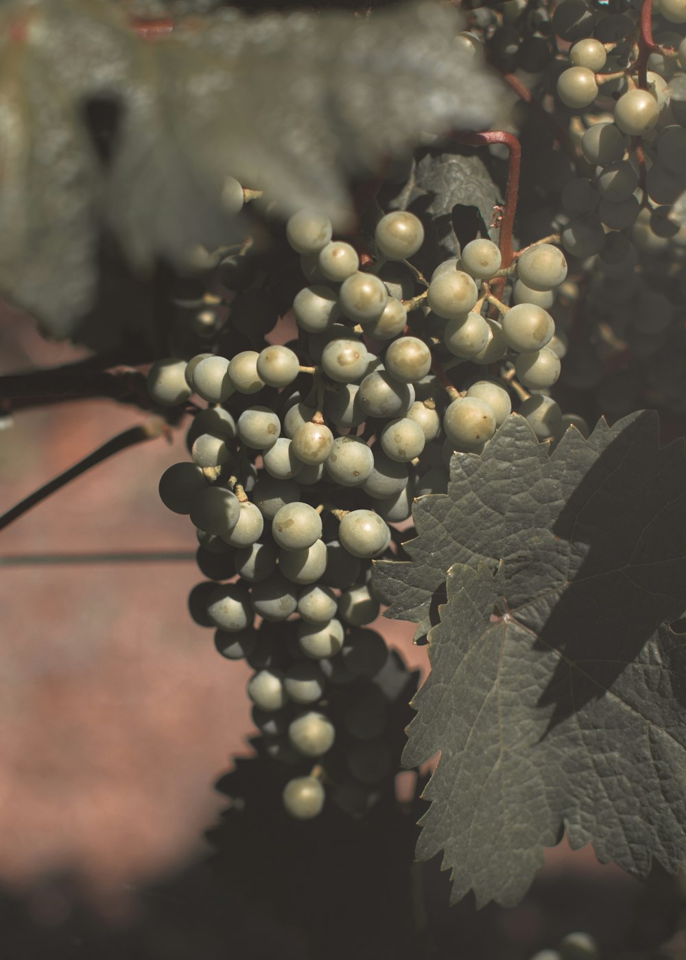 foto con messa a fuoco superficiale di frutta verde