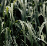 green grass filled with water dew