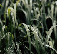 green grass filled with water dew