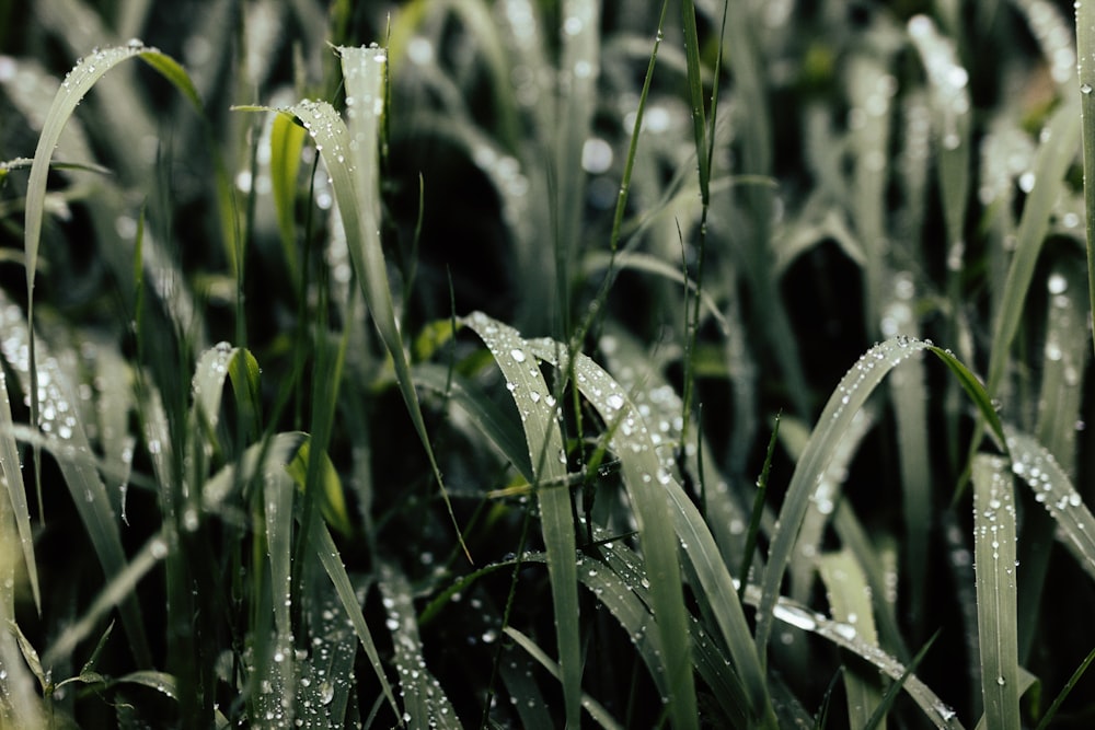 erba verde piena di rugiada d'acqua