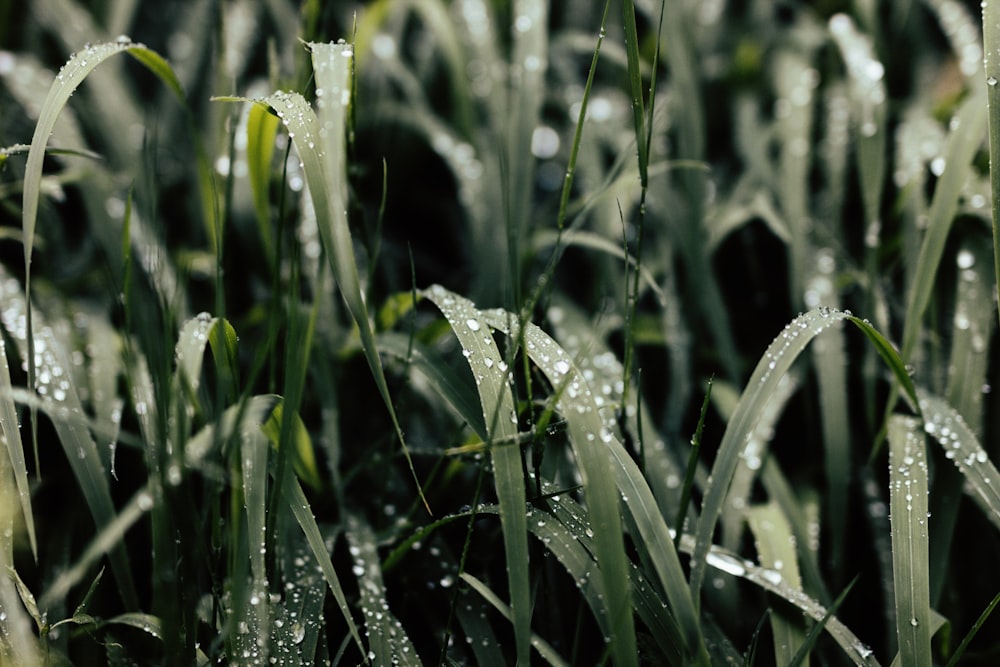 hierba verde llena de rocío de agua