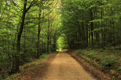 pathway between green trees during daytime