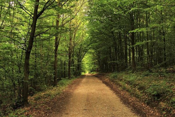 pathway between green trees during daytime