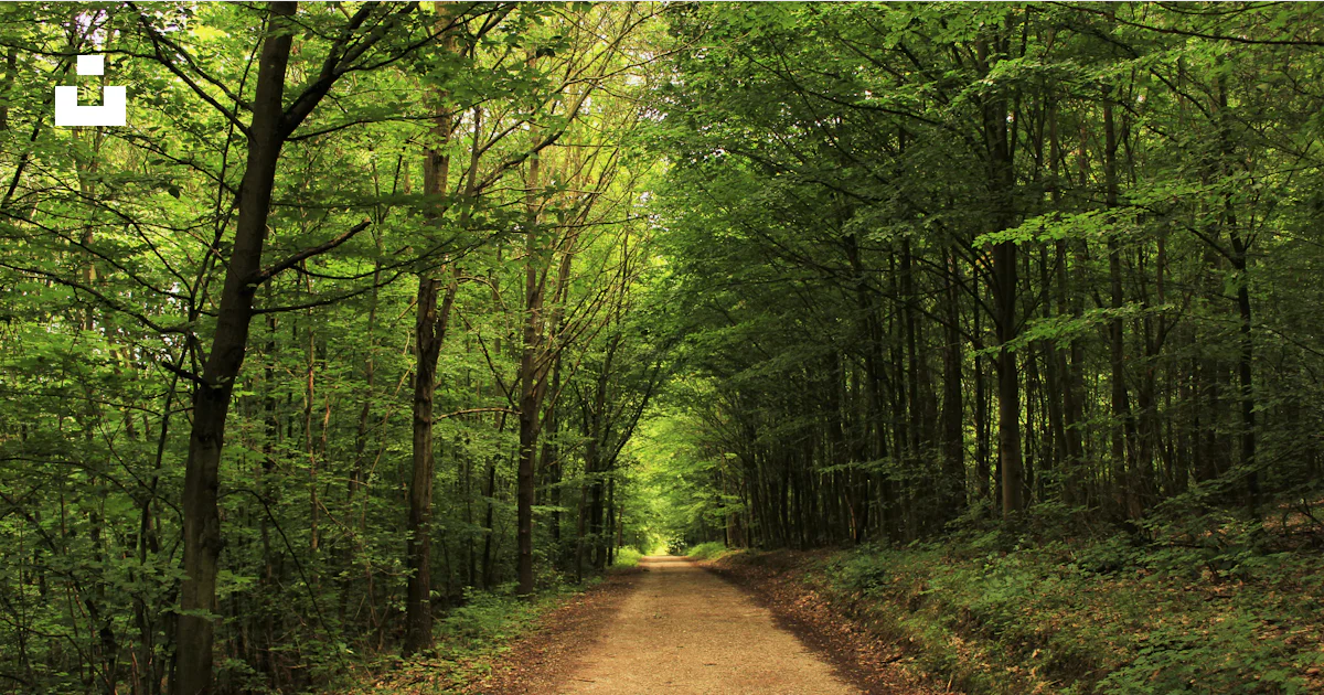 Pathway between green trees during daytime photo – Free Forest Image on ...
