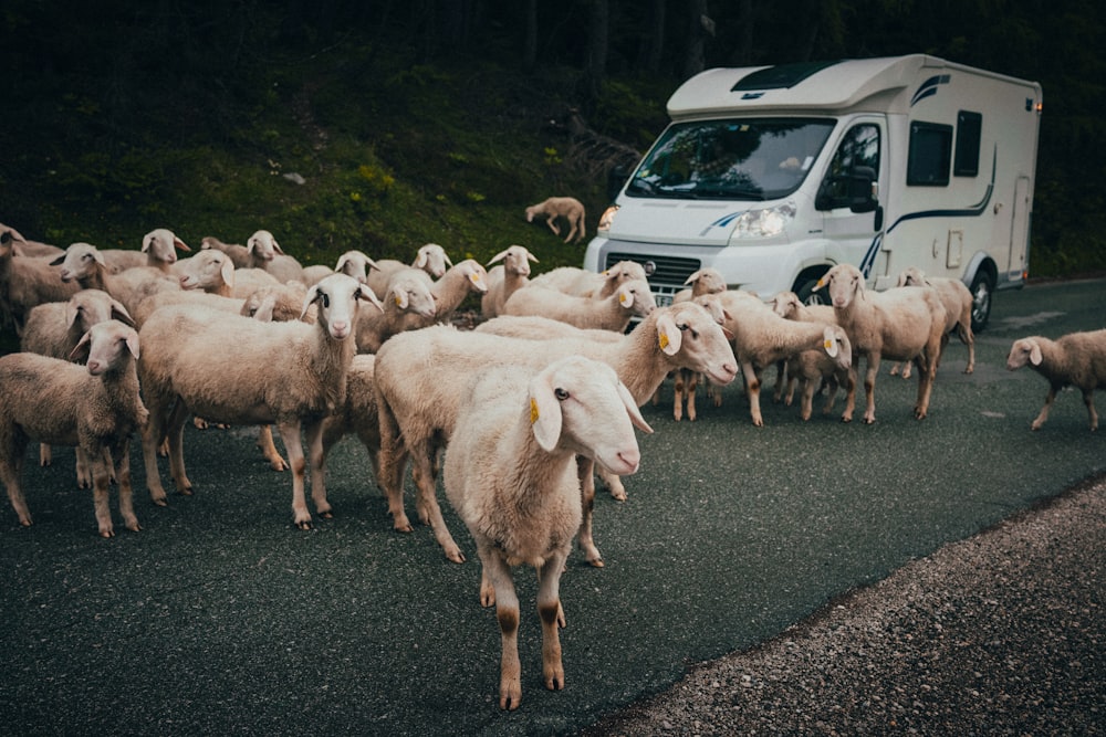 white sheep blocking the road