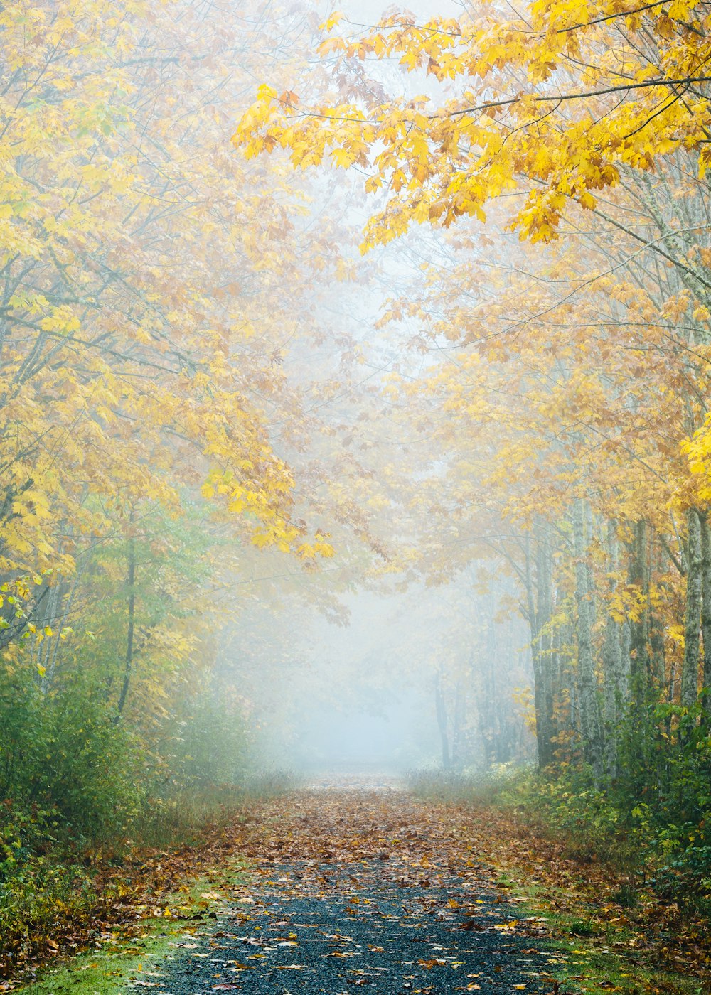 Estrada cinzenta rodeada por árvores de folhas amarelas