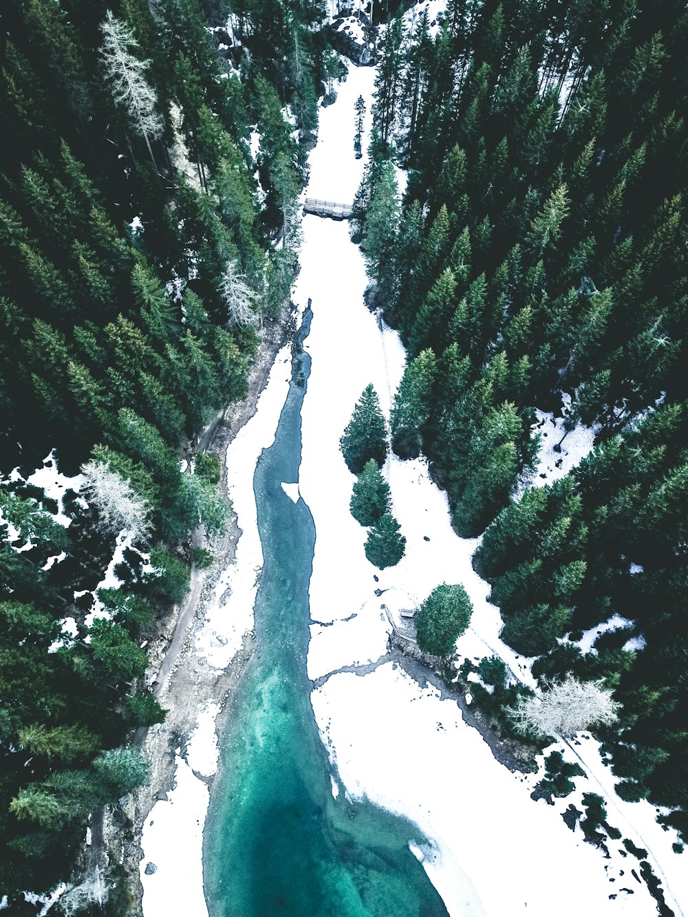 aerial photography of pine trees near river