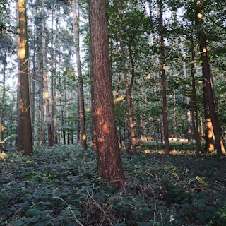 A dense forest with tall, slender trees that have trunks varying in thickness. Green foliage covers both trees and the ground. Sunlight filters through the canopy, casting soft, warm light and creating dappled patterns on the tree trunks and underbrush.