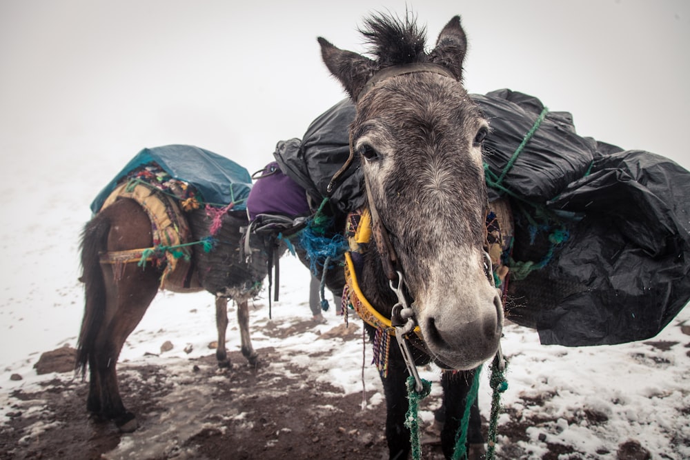 two brown donkeys carrying baggage