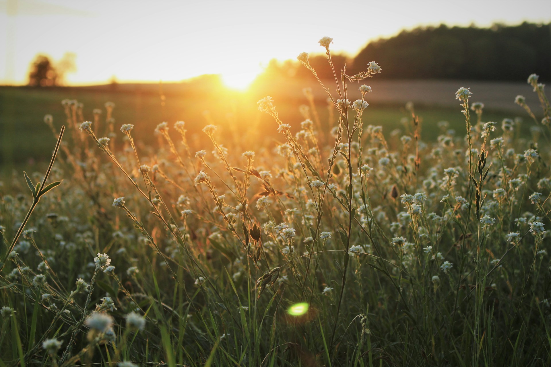 white flowers outdoors during sunset