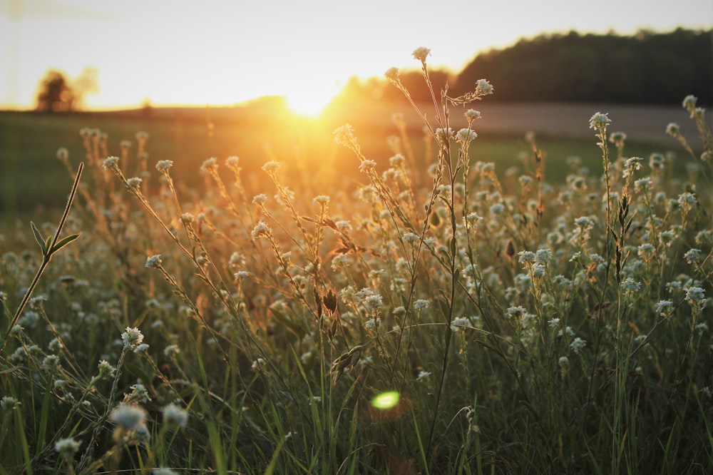 white flowers outdoors during sunset