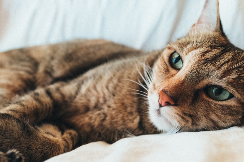 白いテキスタイルに横たわっている灰色のぶち猫