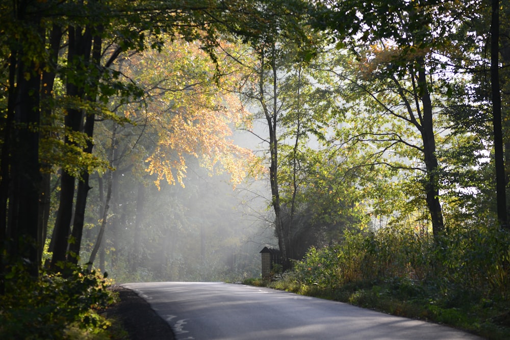 road surrounding trees