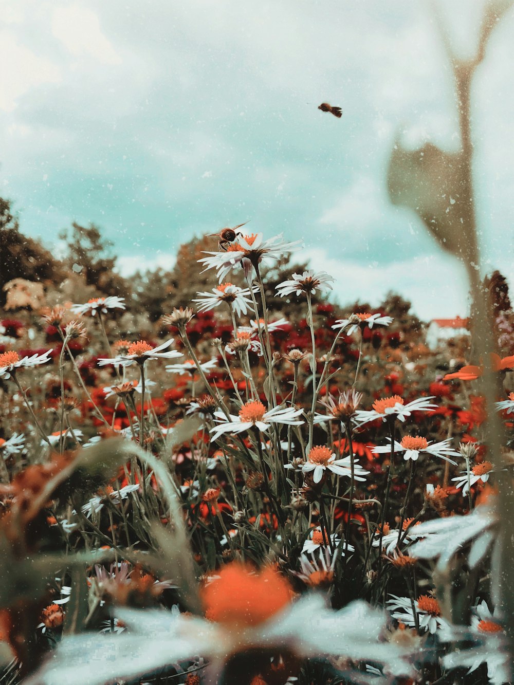 Campo de flores de margarida branca