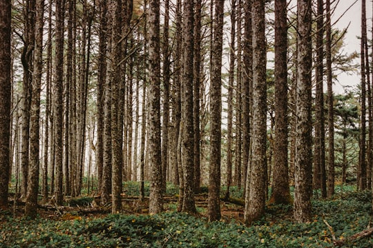 forest trees in Floras Lake State Natural Area United States