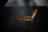 Close-up of perfectly grilled meat on a barbecue with smoke rising.